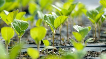 seed tray filled with compost and aubergine seedlings