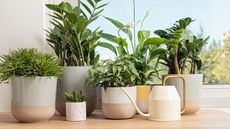 A line of healthy houseplants on a sunny ledge