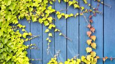 How to get rid of ivy on a fence