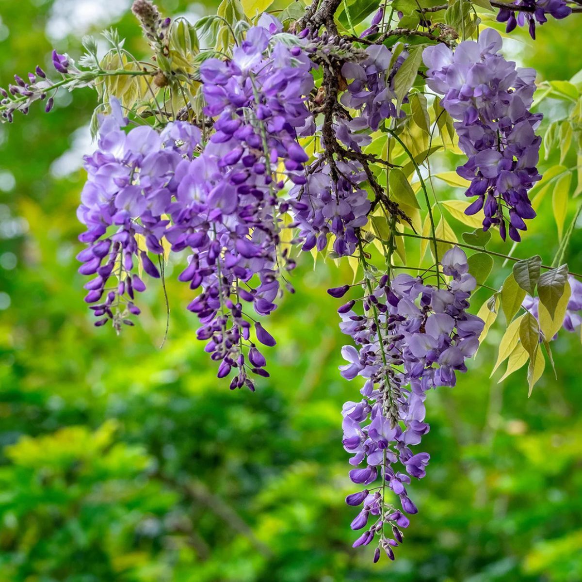 Purple wisteria