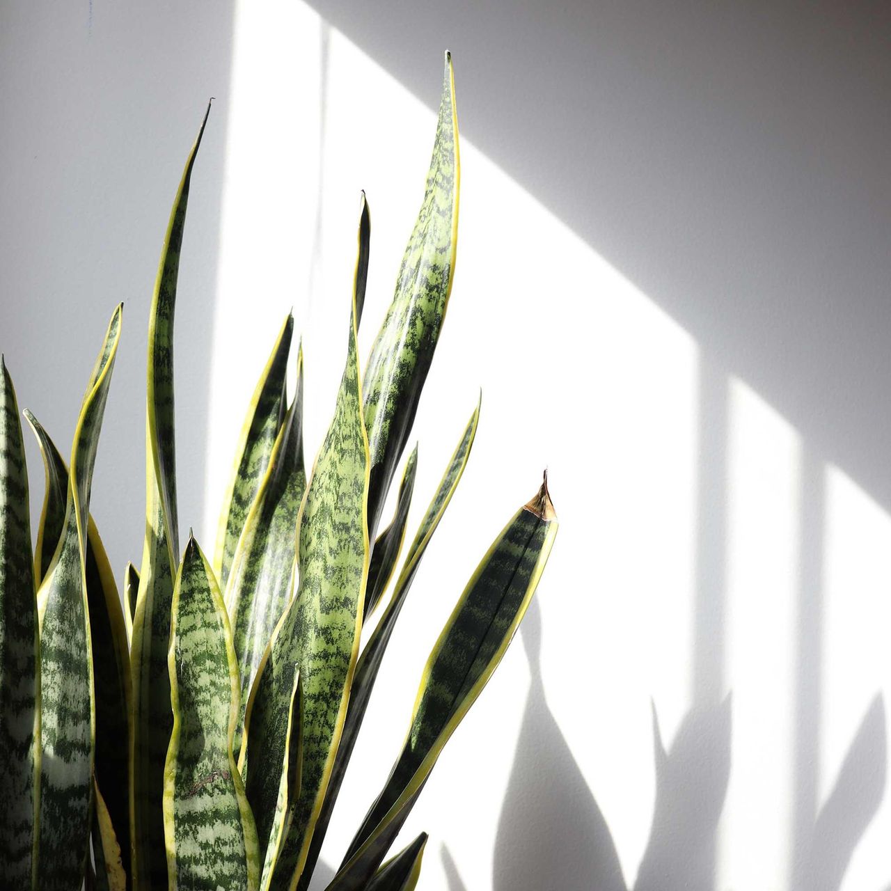 snake plant in sunlight