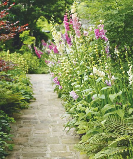 A paved garden path in a lush green garden with tall pink foxgloves down the right-hand side.
