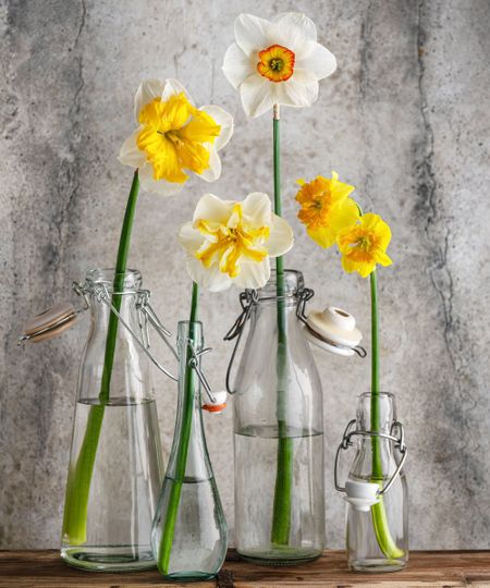 Spring floristic arrangement with fresh colorful and different variety of daffodil flowers in glass bottles