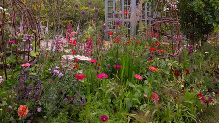 summer garden filled with zinnias, achillea, alliums, verbascum and cosmos, with a glasshouse and willow obelisk and arch