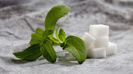 A stem and leaves of the herb Stevia rebaudiana, next to cubes of sugar on a fabric background