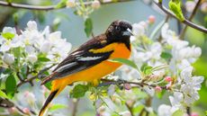 oriole in blossom tree