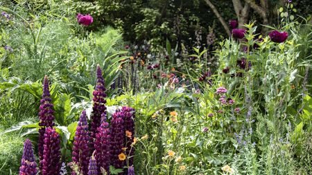 Rich dark purple lupins, orange geums and peonies in a lush, wild-look garden scheme