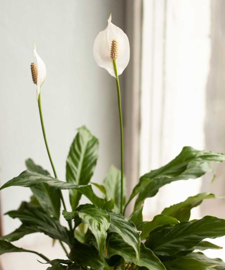 peace lily